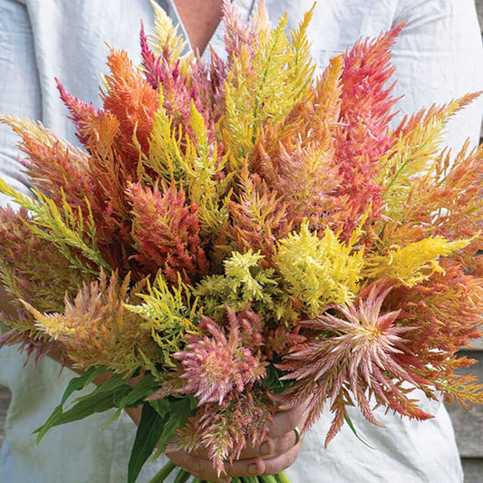 Celosia - Shimmer Mix