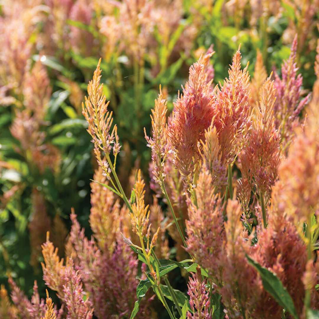Celosia - Shimmer Mix
