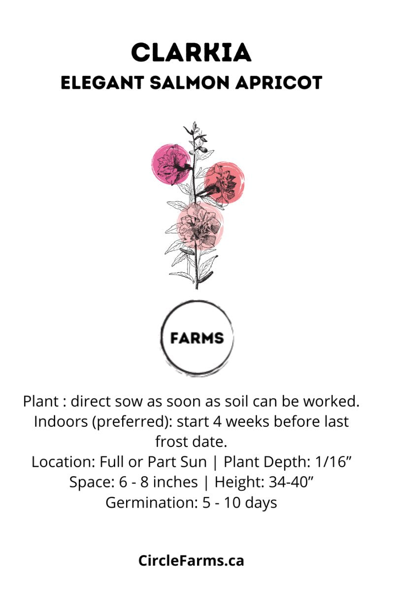 Clarkia - Elegant Salmon Apricot - Circle Farms seeds