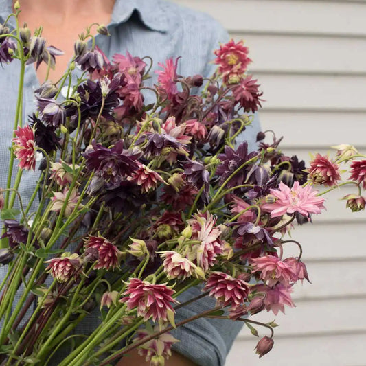 Columbine Seeds - Barlow Mix