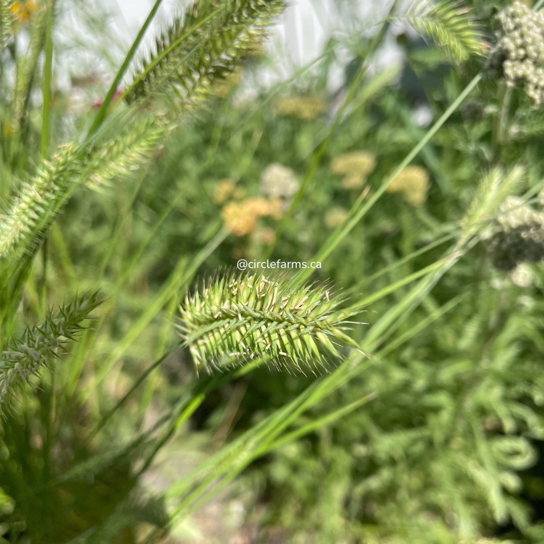 Crested Wheatgrass