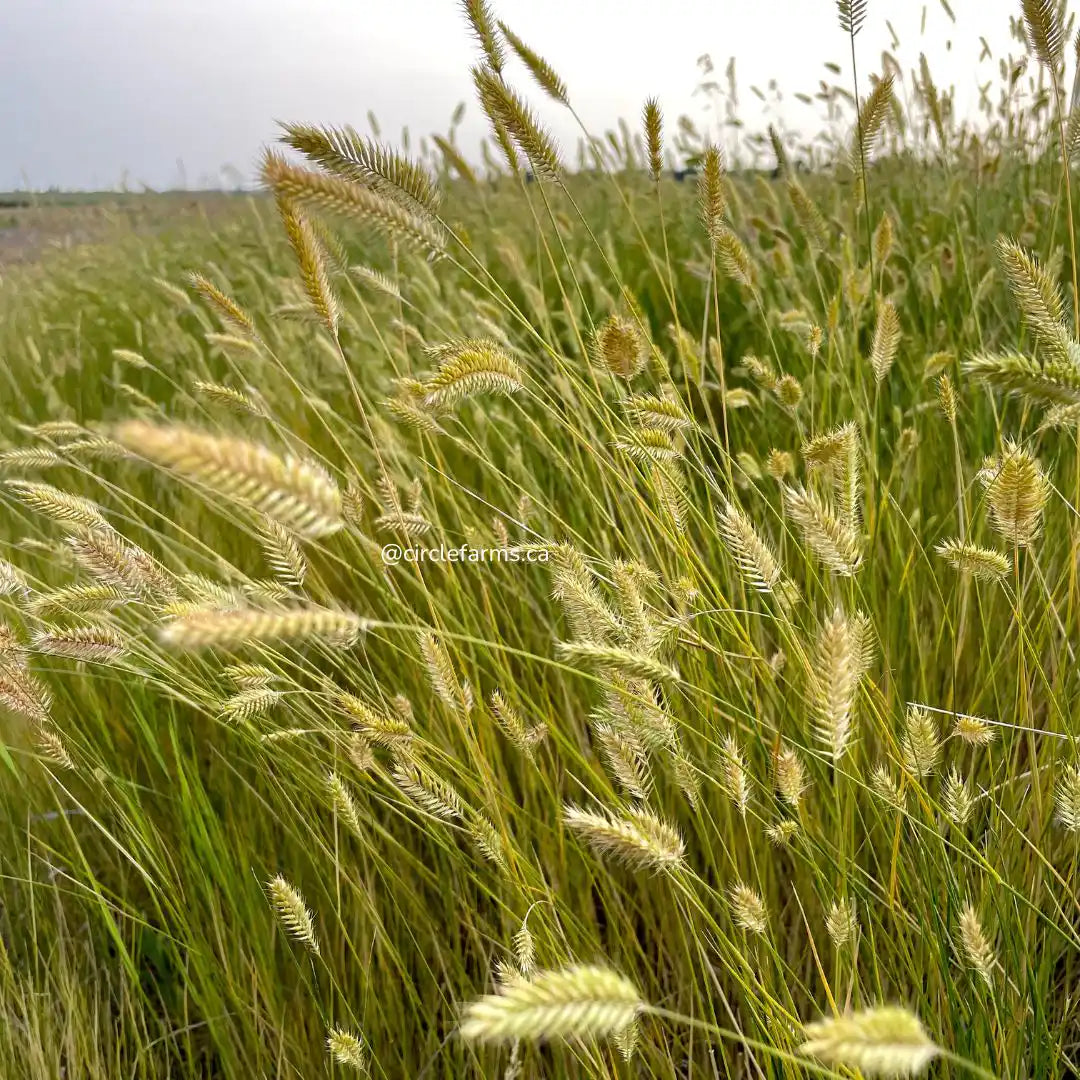 Ornamental Grass - Crested Wheatgrass