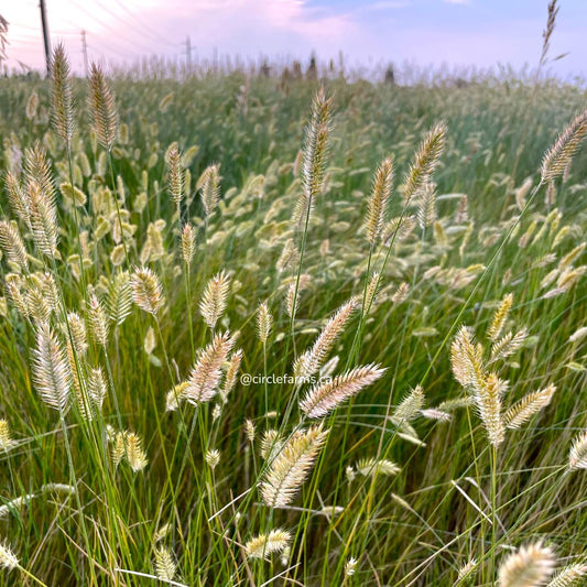 Crested Wheatgrass