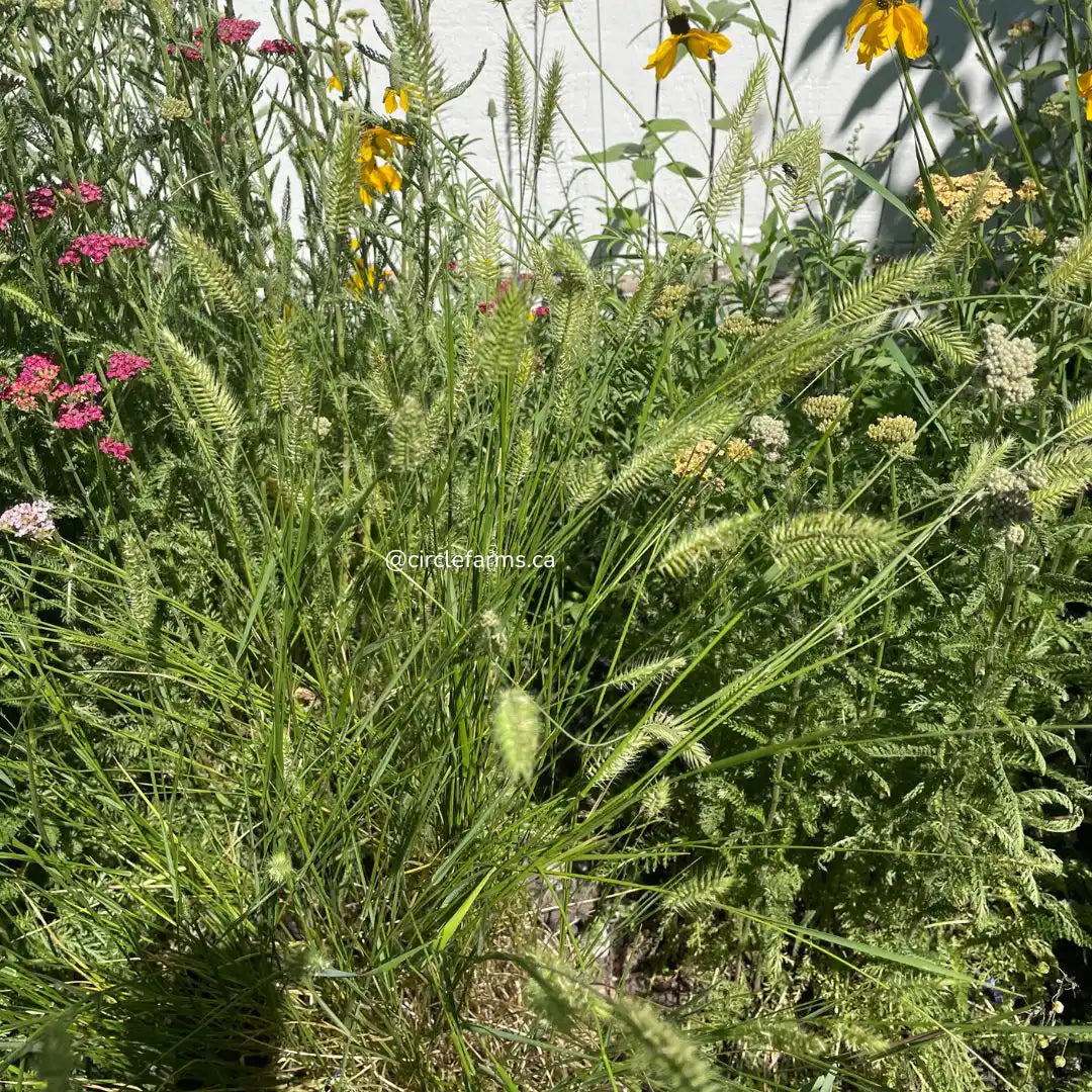 Ornamental Grass - Crested Wheatgrass
