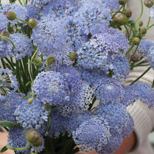 Didiscus - Lacy Lavender Blue