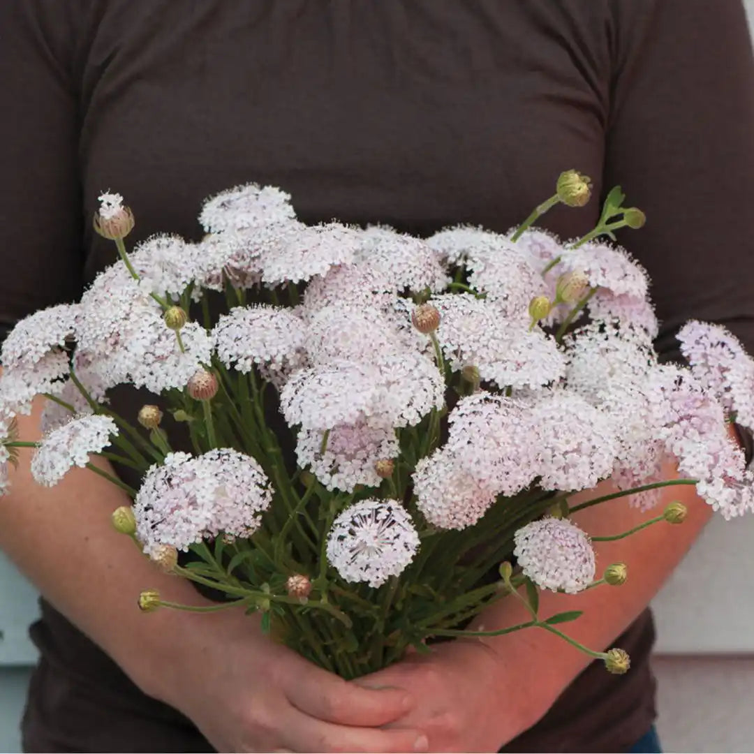Didiscus - Lacy Pink
