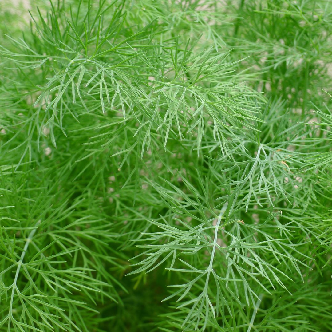 Dill - Ella (Organic)