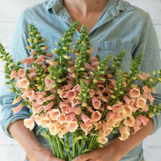 Foxglove Seeds - Dalmatian Peach (Pelleted)