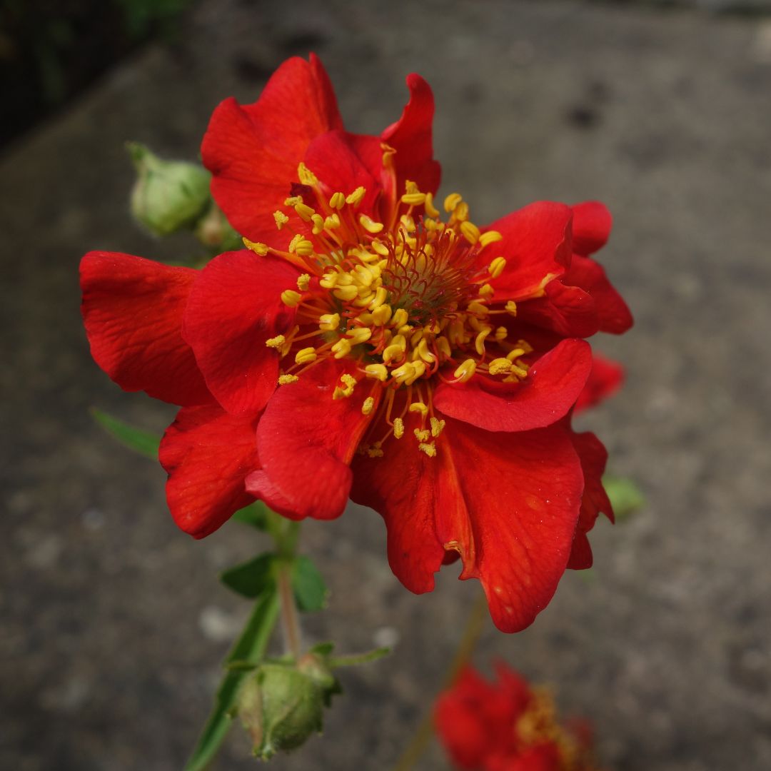 Geum - Mrs. Bradshaw Scarlet