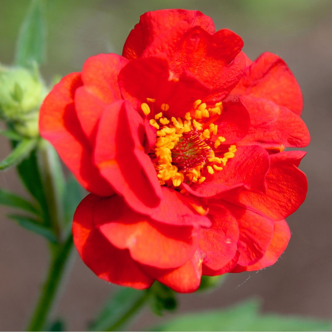 Geum - Mrs. Bradshaw Scarlet