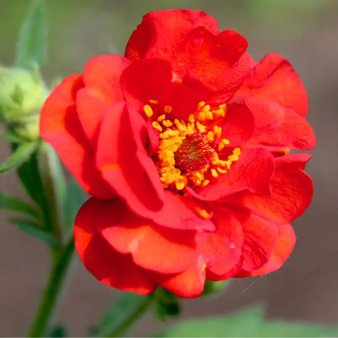Geum - Mrs. Bradshaw Scarlet