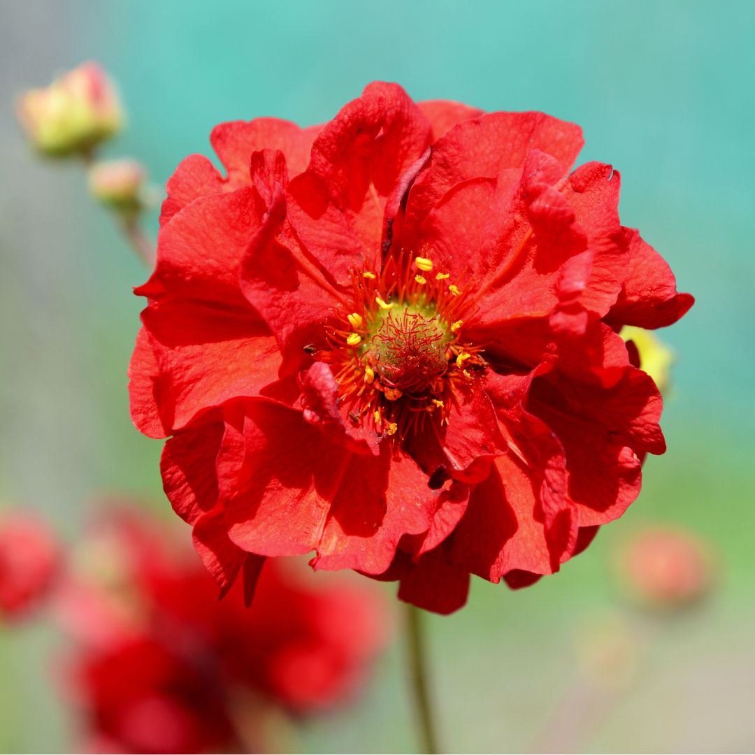Geum - Mrs. Bradshaw Scarlet