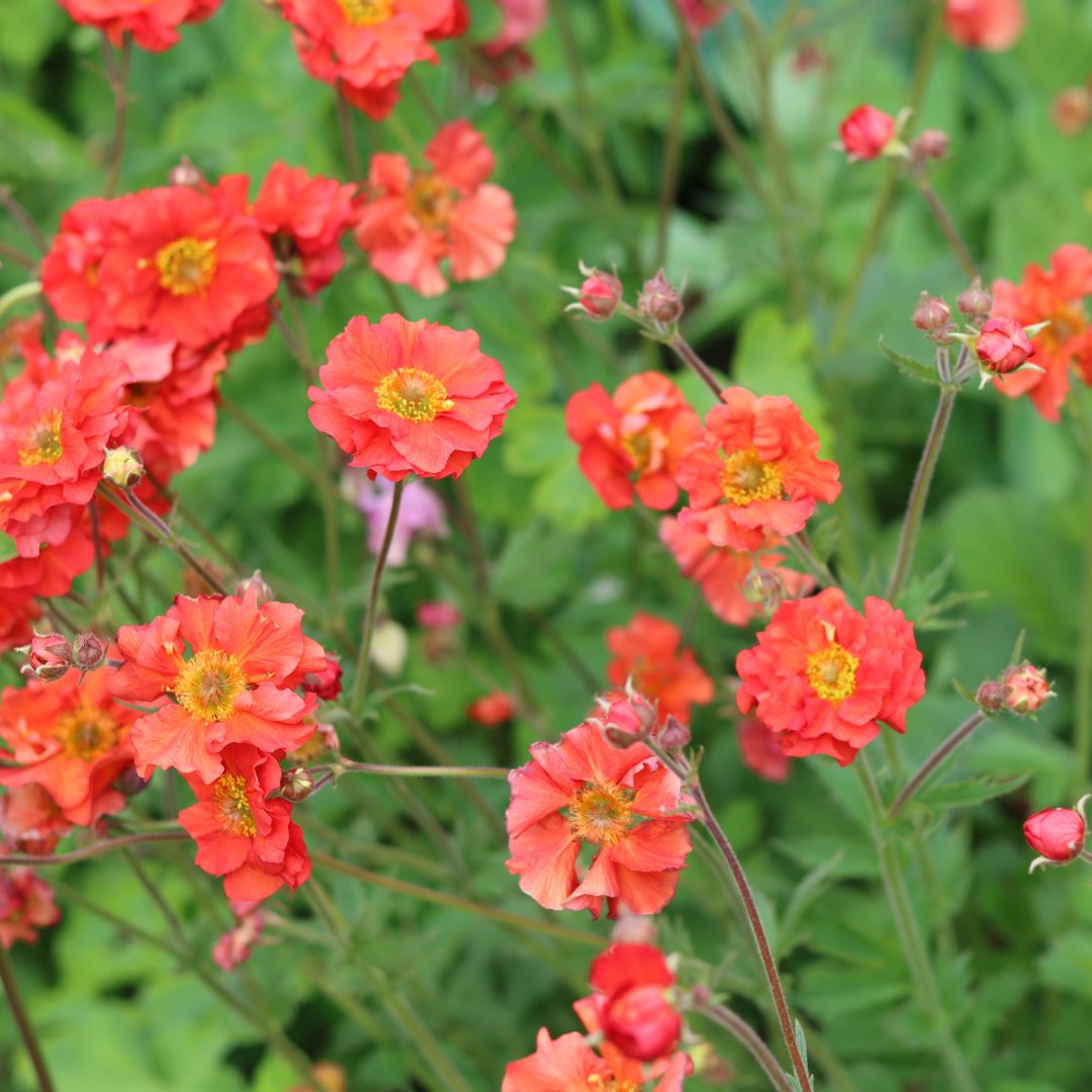 Geum - Mrs. Bradshaw Scarlet