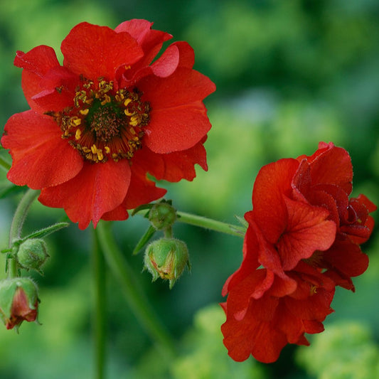 Geum - Mrs. Bradshaw Scarlet