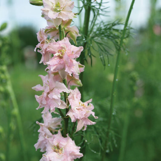 Larkspur - Pink Queen