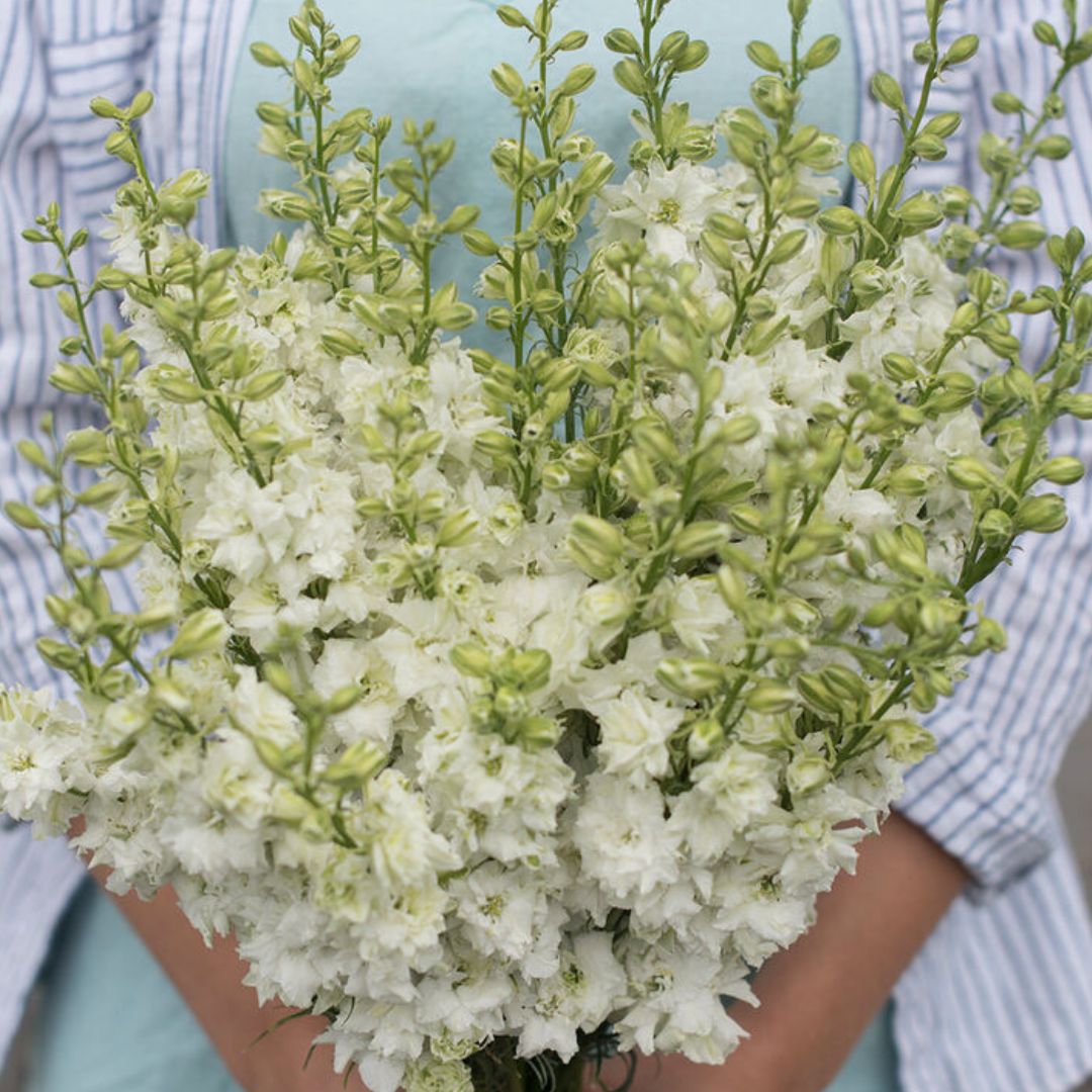 Larkspur - QIS White