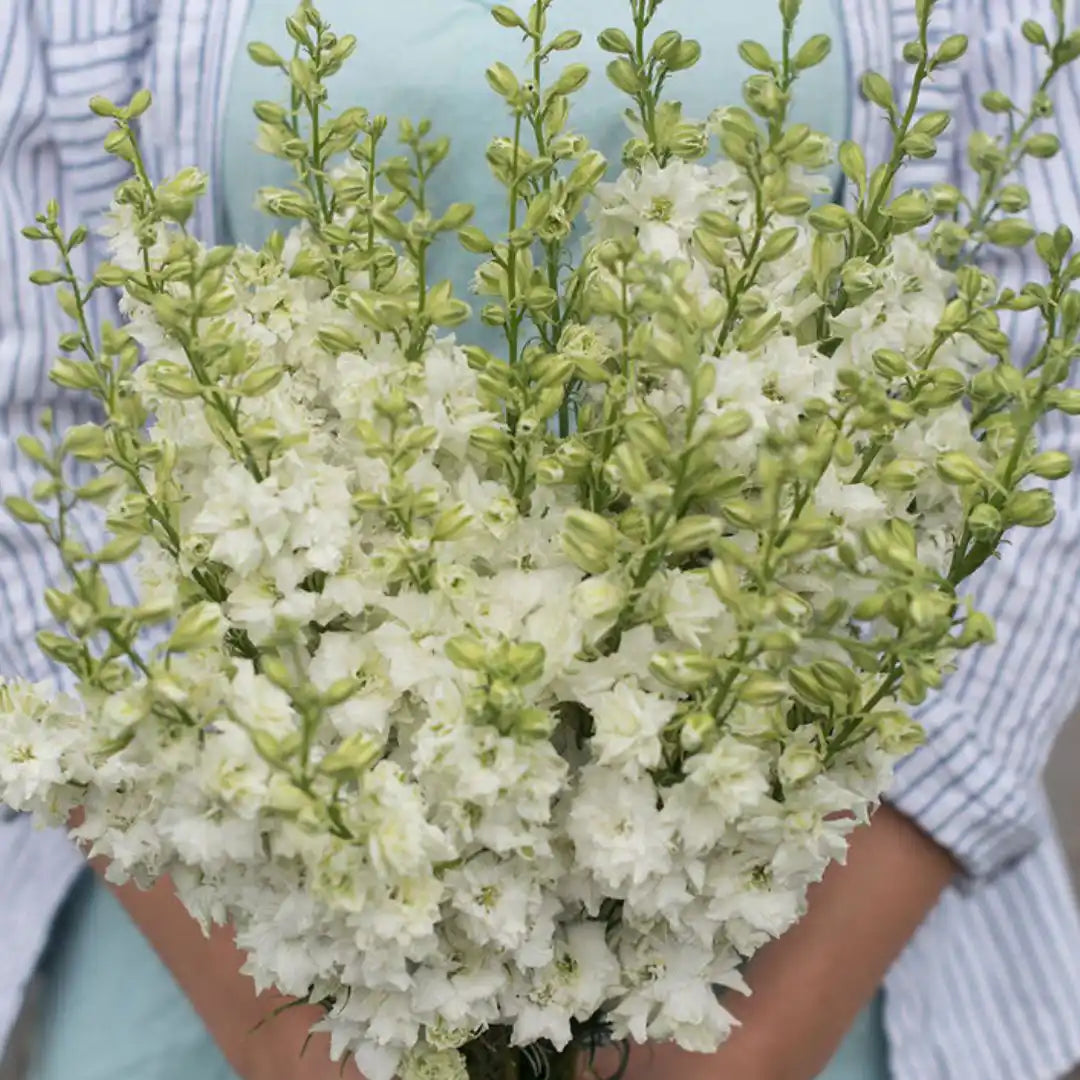 Larkspur - QIS White