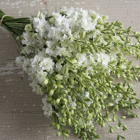 Larkspur - QIS White