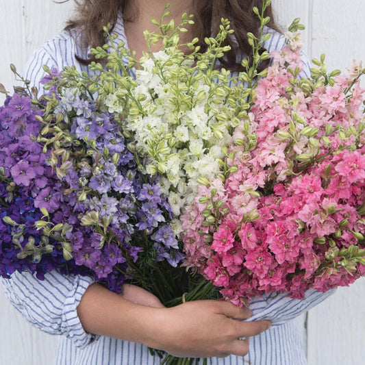 Larkspur - QIS Formula Mix