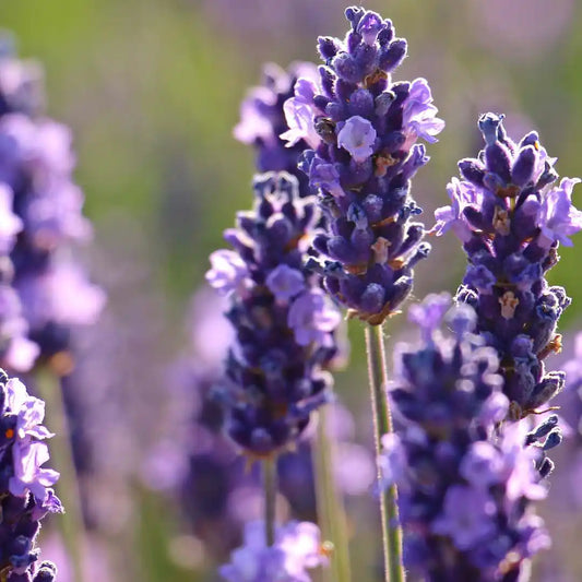 Lavender Seeds - Dwarf Munstead