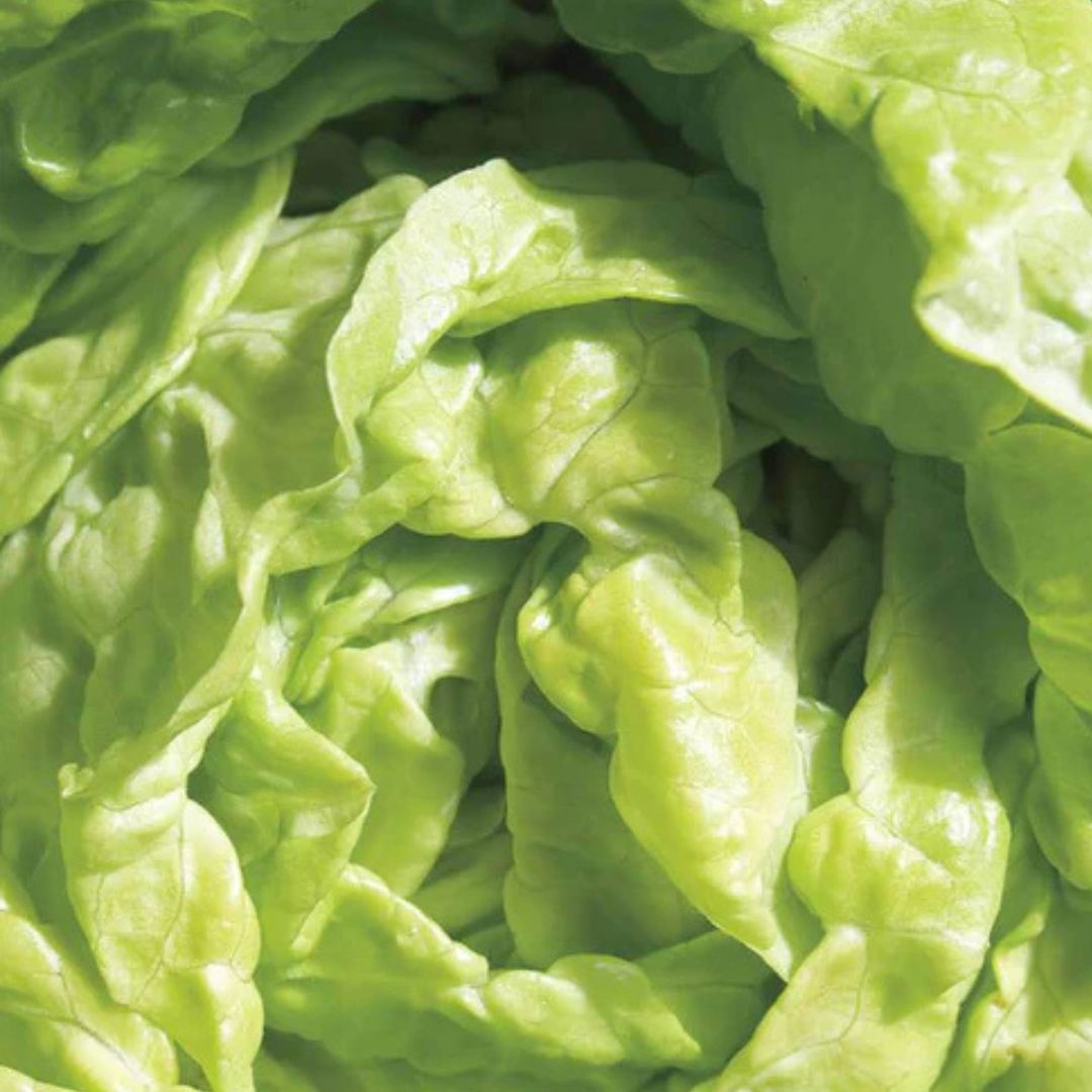 Lettuce - Tom Thumb