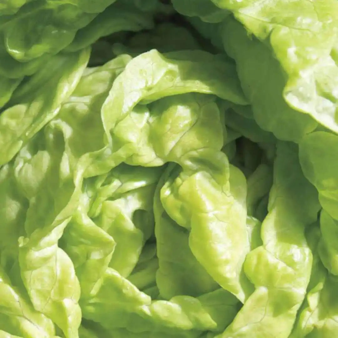 Lettuce Seeds - Tom Thumb (Organic)