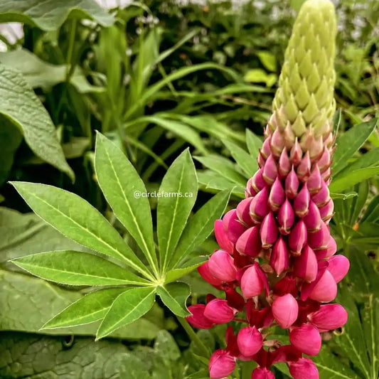 Lupine Seeds - Russell's Red