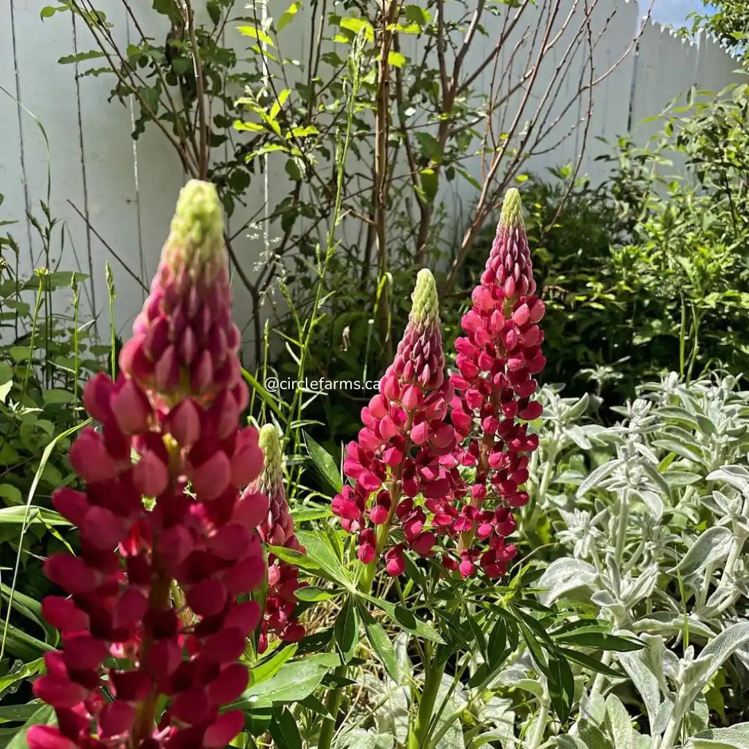 Lupine Seeds - Russell's Red