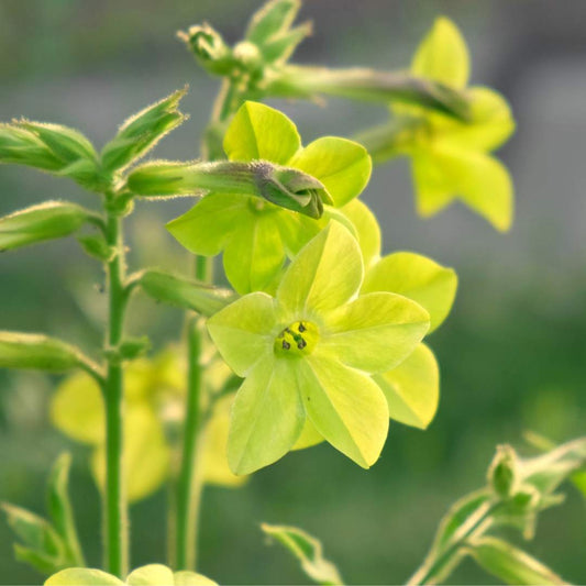 Nicotiana - Lime Green