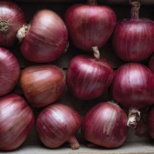 Onion - Red Rossa Di Milano Organic