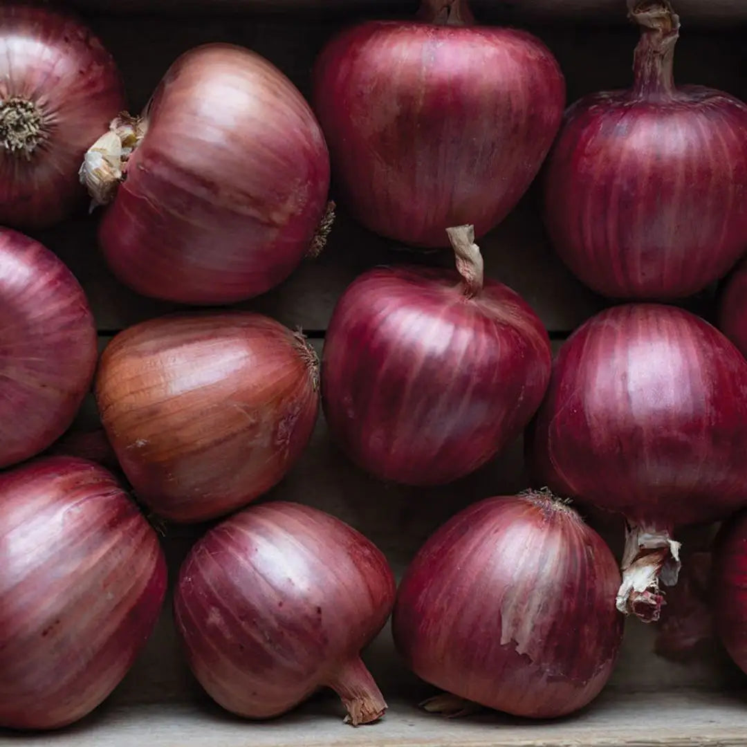 Onion - Red Rossa Di Milano Organic