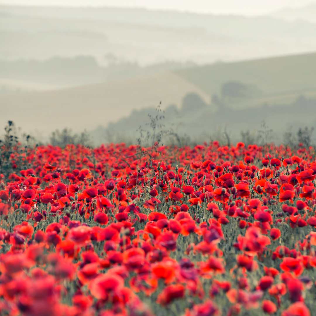 Poppy - Red Flanders Fields Fundraiser