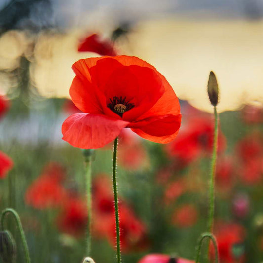 Poppy - Red Flanders Fields Fundraiser