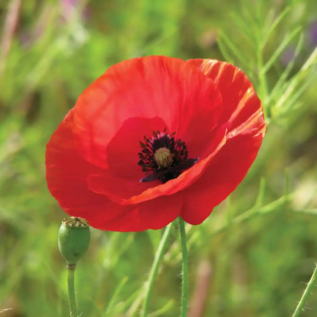 Poppy Seeds - Red Flanders Fields Fundraiser