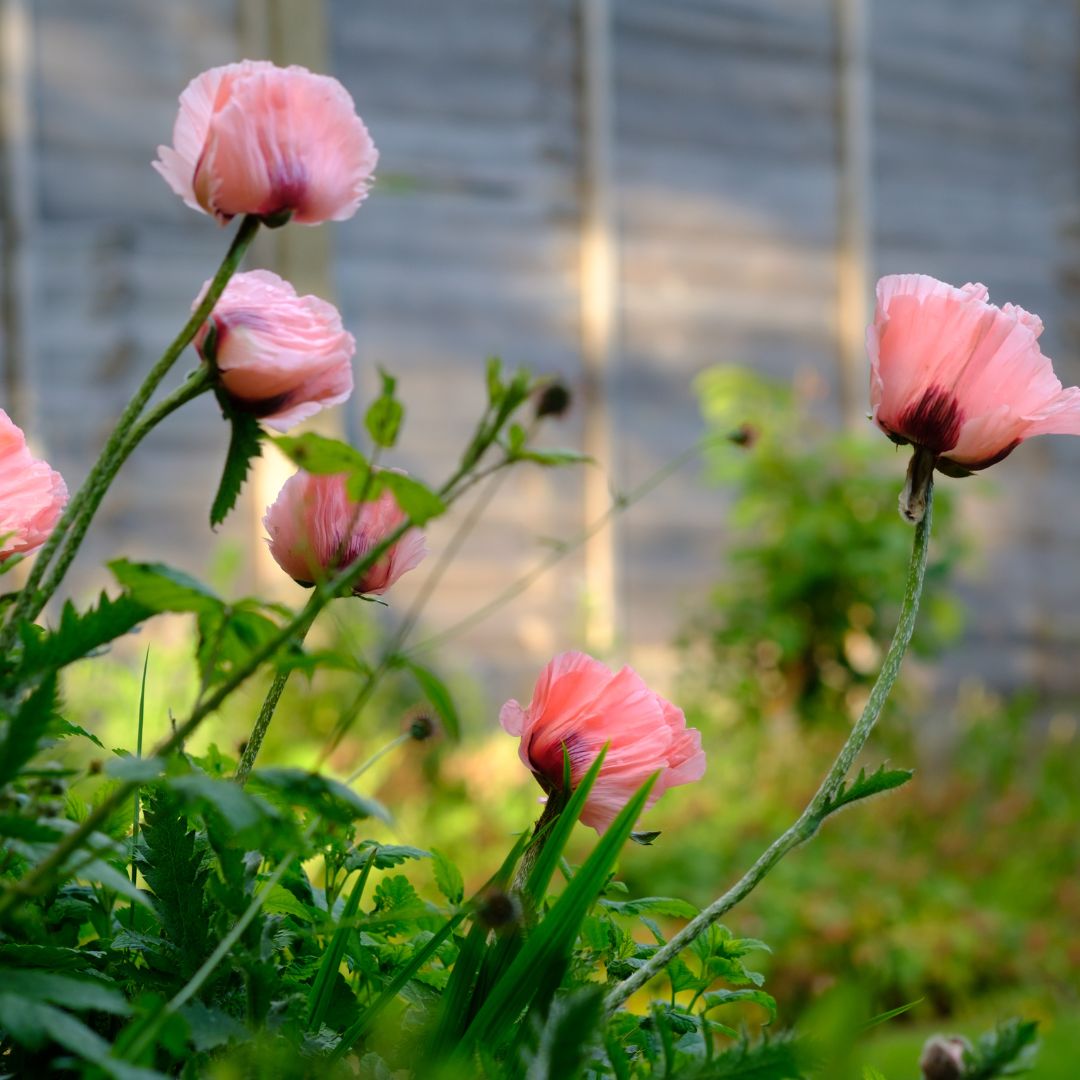 Poppy - Pizzicato