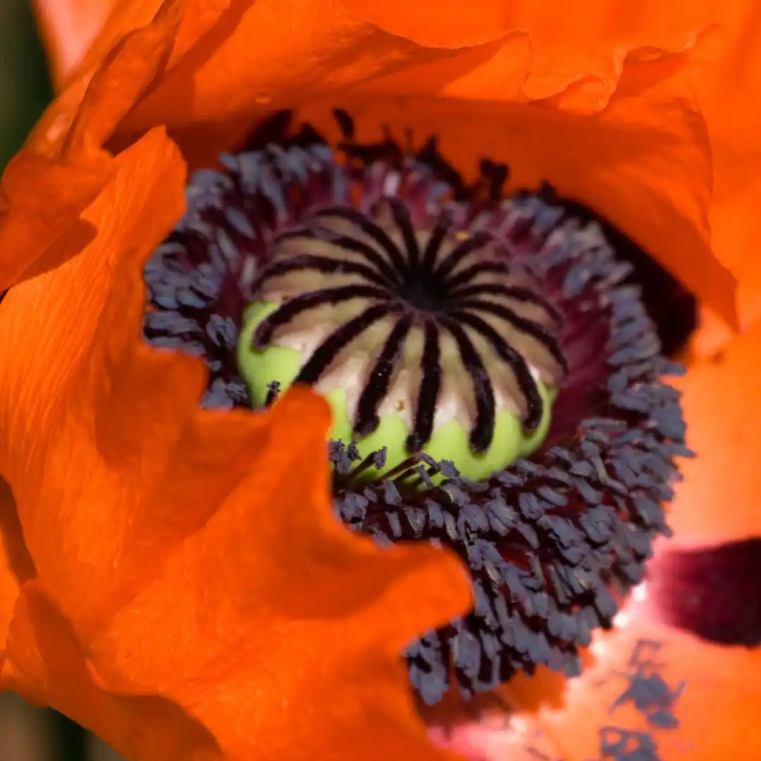 Poppy Seeds - Pizzicato