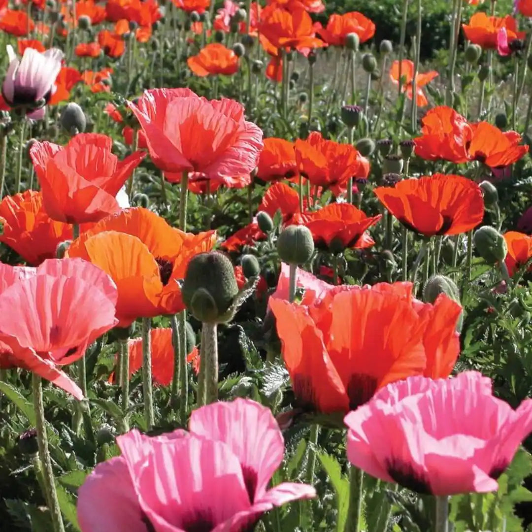 Poppy Seeds - Pizzicato