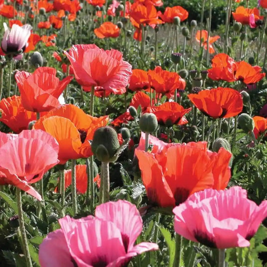 Poppy Seeds - Pizzicato