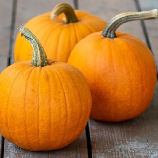 Pumpkin - Small Sugar