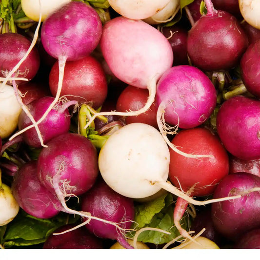 Radish - Easter Egg