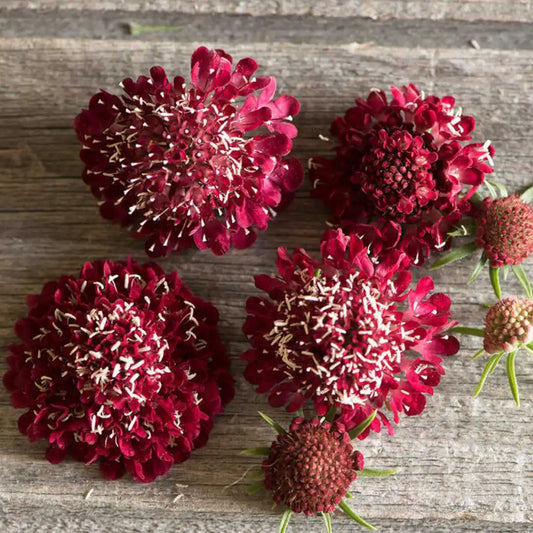 Scabiosa Seeds - Fire King