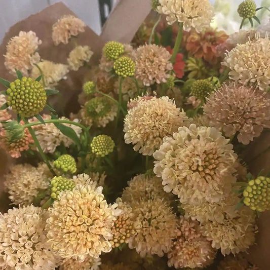 Scabiosa Seeds - Fata Morgana