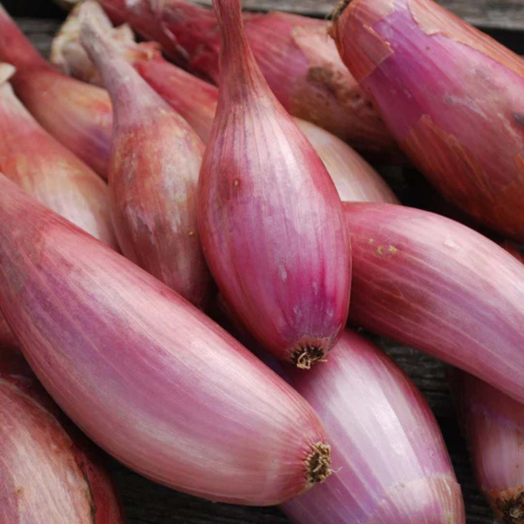 Shallot - Zebrune