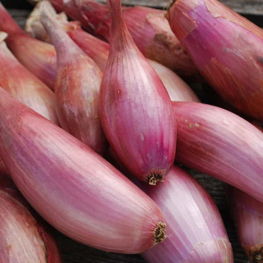 Shallot - Zebrune