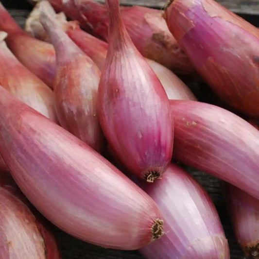 Shallot - Zebrune