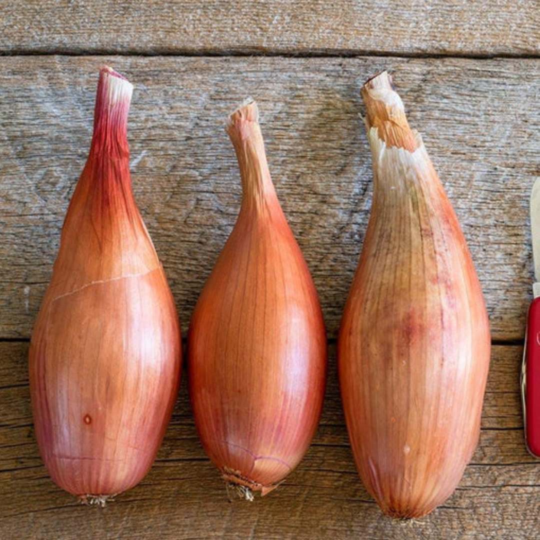Shallot - Zebrune