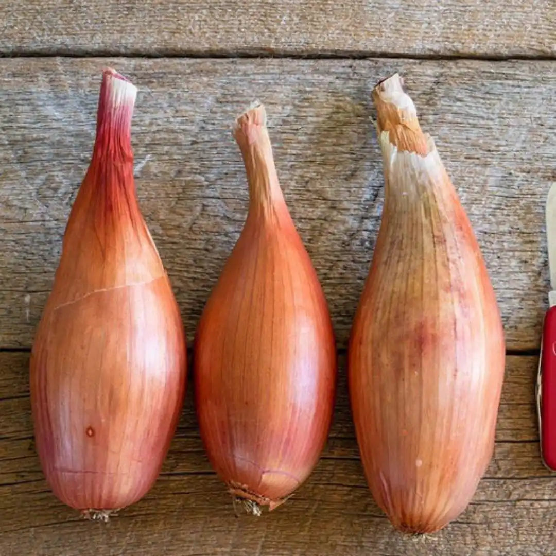 Shallot - Zebrune