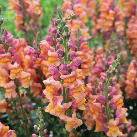 Snapdragon Seeds - Cannes Orange II–III (F1)