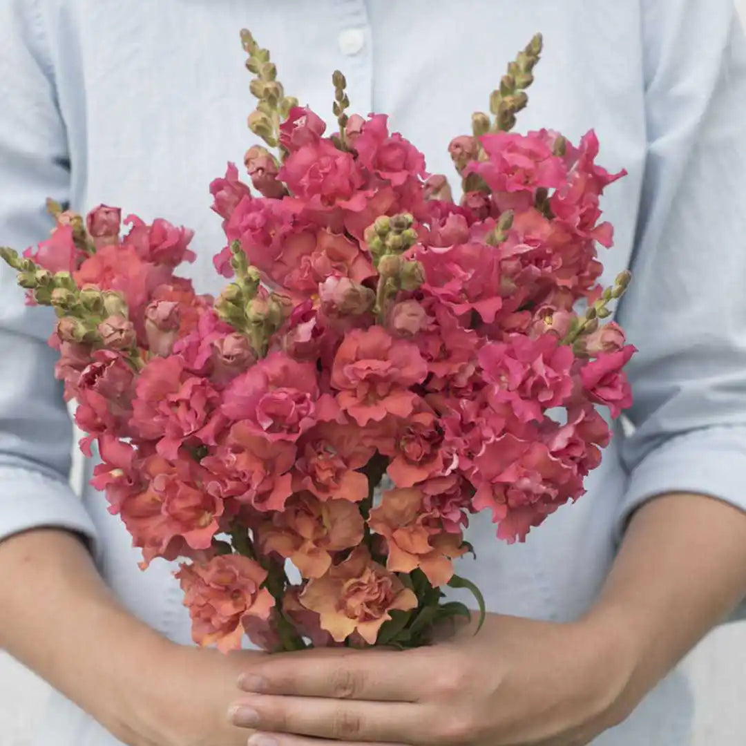 Snapdragon Seeds - Madame Butterfly Bronze