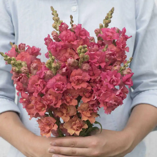 Snapdragon Seeds - Madame Butterfly Bronze